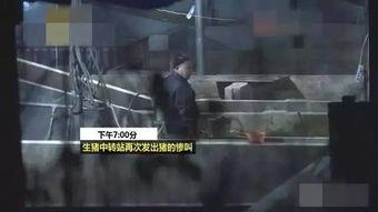 猪灌泥浆爆料视频 第2张 猪灌泥浆爆料视频 第2张